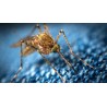 Antiparassitari ed insetto repellenti